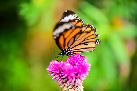 蝴蝶飞向大自然中的花岛。