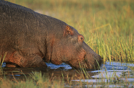 河马 (Hippopotamus Amphibius) 在水坑里洗澡