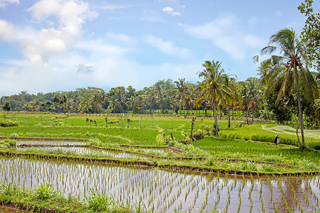 爪哇一期农村稻田农业景观