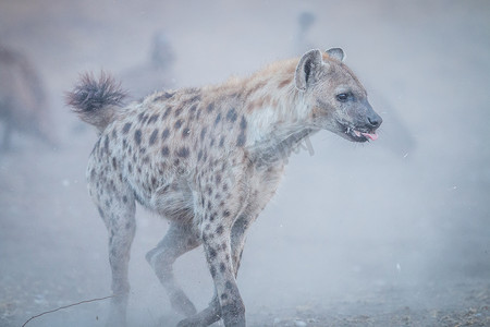 尘土免抠图摄影照片_斑点鬣狗在尘土中奔跑。