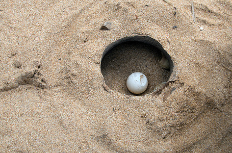 特写海龟在沙滩上产卵背景岛屿海岸