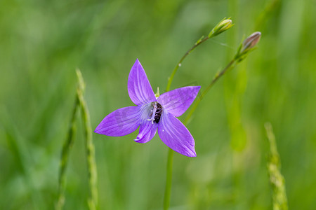 甜紫罗兰 (Viola odorata) 与花头中休眠的昆虫
