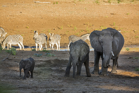 可爱象摄影照片_南非克鲁格国家公园的非洲丛林象