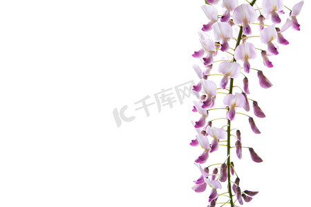 美丽的春天盛开的紫藤的分支，孤立在白色