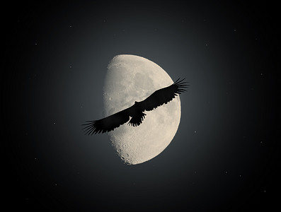 月光鸟摄影照片_月光下的海鹰
