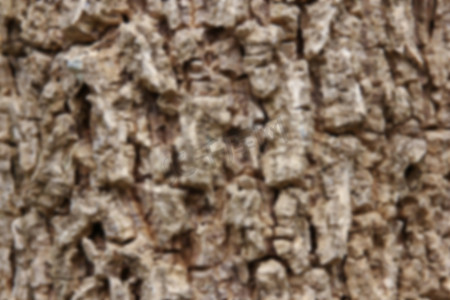 新米摄影照片_印度软木树的模糊线索