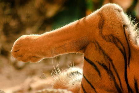 老虎的脚像猫一样。
