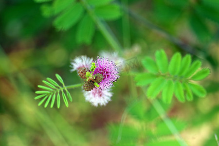 肌膚敏感摄影照片_含羞草或敏感植物紫色花束花盛开