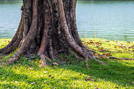 树和根摄影照片_老树的伯乐和根在草地板上
