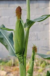 菜园绿叶间生长的玉米芯或玉米