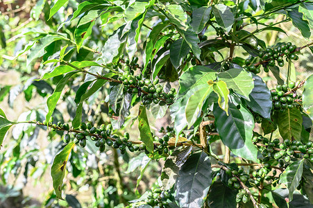 咖啡树，树枝上有生咖啡豆。