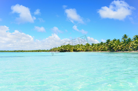 椰树椰子摄影照片_椰树与蓝海
