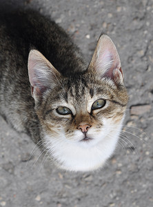 坐在桌子底下的虎斑猫要吃东西。