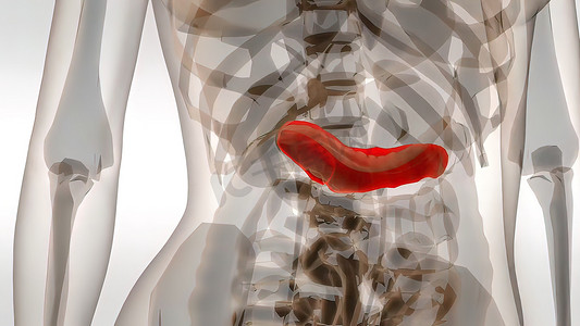 肠道设计摄影照片_人类胰腺的 3d 解剖