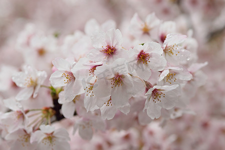 白色染井吉野品种樱花枝的宏观细节