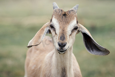 春日草地摄影照片_在阳光明媚的春日草地上特写带角的贝吉山羊