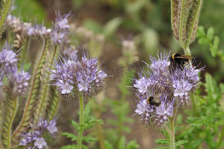 翅膀大翅膀摄影照片_紫色花上的大黄蜂