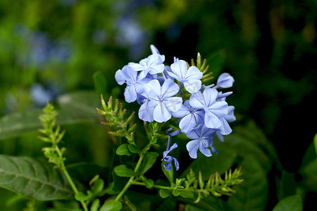 格桑花