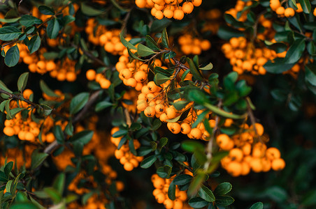 黄色秋季背景摄影照片_秋季背景与橙色成熟的沙棘、沙棘、季节性园林植物有益健康。