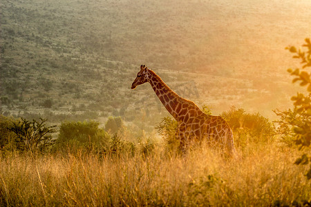 早晨阳光下的长颈鹿