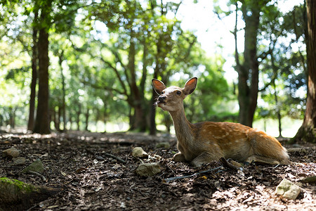 奈良公园的野鹿