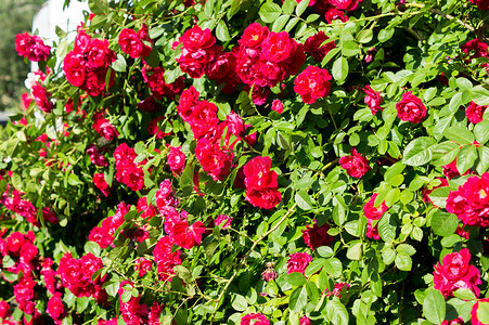 红玫瑰花丛摄影照片_红玫瑰花丛绿叶，是任何场合送给女性的完美礼物。
