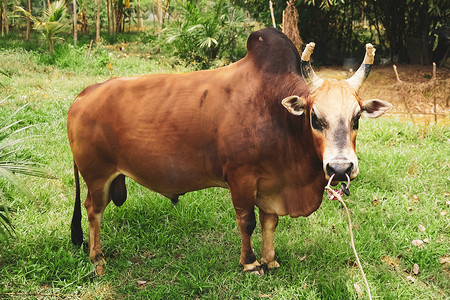 泰国本土的牛，长着锋利的角，人们带它来与绿色大自然作斗争。