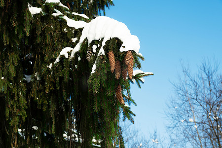 一根云杉枝，上面有绿色的针头，上面覆盖着雪