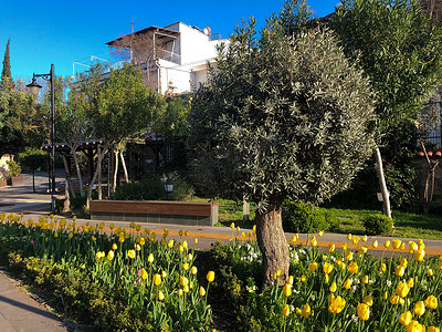 阳光明媚的日子里，有黄色郁金香花坛和橄榄树的公园