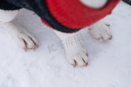 白雪上的狗爪特写。