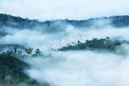 雾几乎守护了森林