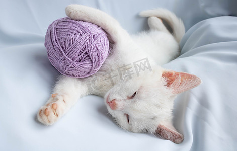 一团猫摄影照片_一只白色的小猫抱着一团紫丁香线睡觉。
