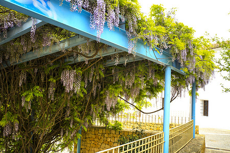 垂悬在庭院里的紫藤植物