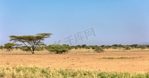 埃塞俄比亚阿瓦什国家公园的稀树草原