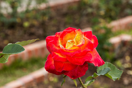 美丽的玫瑰色彩缤纷（花瓣、叶子、花蕾和开放的花朵）