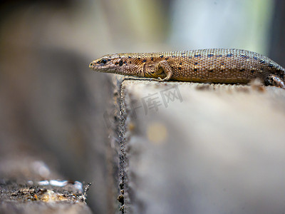 小蜥蜴摄影照片_夏天，一只带尾巴的小蜥蜴坐在公园的木板上晒太阳