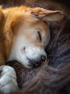 一只睡着的黄色拉布拉多猎犬躺在长毛的麝牛地毯上的特写