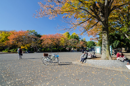 日本东京 — 2013年11月22日：游客在上野公园欣赏色彩缤纷的树木