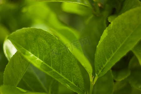 木质部摄影照片_一片叶子的细节