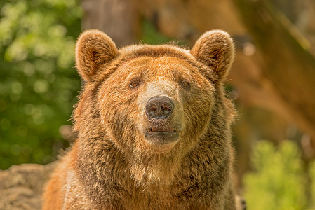 棕熊也被称为 Ursus arctos