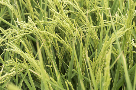成熟水稻摄影照片_未成熟的水稻种植园