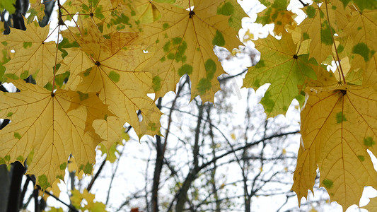 黄色的秋天枫叶树枝。