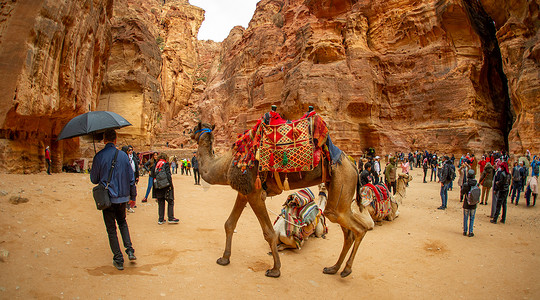 骆驼在约旦佩特拉运输 2020 年 2 月 20 日