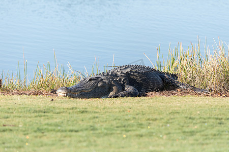 大池塘摄影照片_非常大的美国短吻鳄密西西比州晒太阳