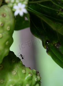 巴戟天摄影照片_蚂蚁和热带植物诺丽或印度桑葚（巴戟天。 Citrifo