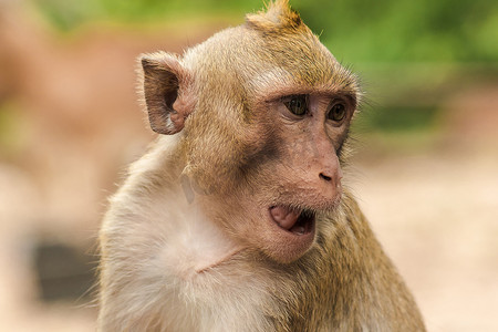 猴子的尾巴摄影照片_食蟹猕猴，寻找有趣的东西。