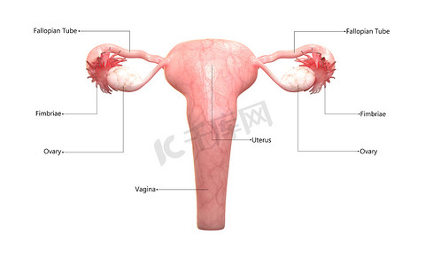 用标签解剖后视图描述的女性生殖系统