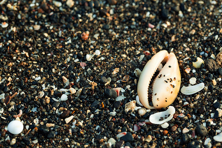 小海贝壳和沙子上的石头。