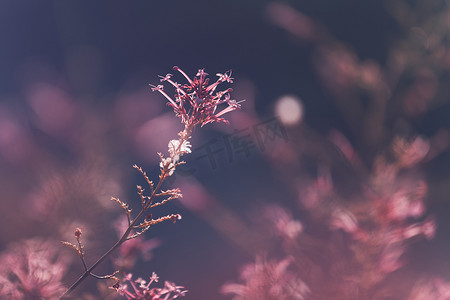 花花卉摄影照片_花卉复古背景