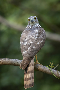 Shikra 鸟 (Accipiter badius) 在自然背景上的图像。